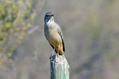 Great Shrike-Tyrant [Agriornis lividus lividus]