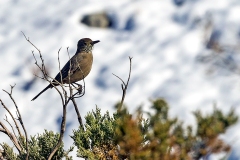 Great Shrike-Tyrant [Agriornis lividus lividus]