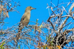 Great Shrike-Tyrant [Agriornis lividus lividus]
