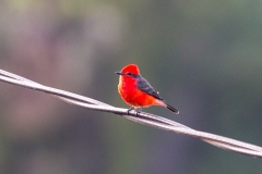 Vermilion Flycatcher [Pyrocephalus obscurus cocachacrae]