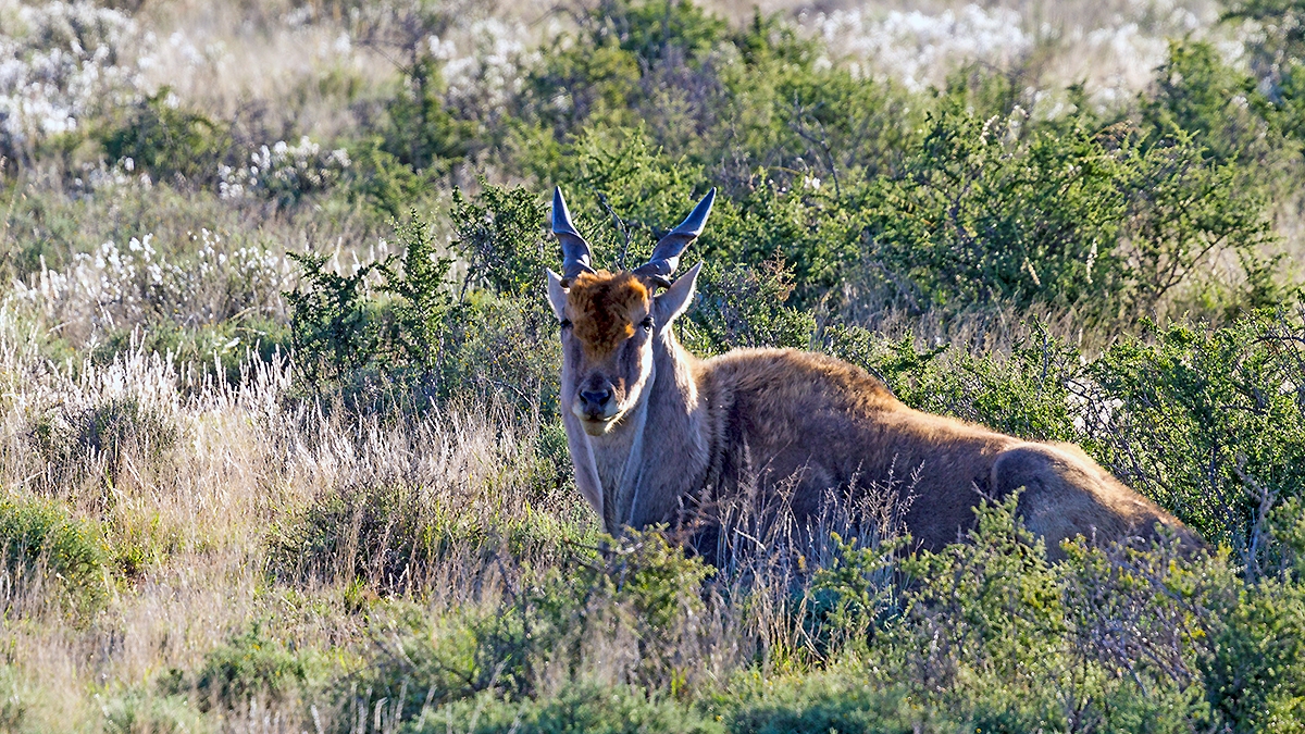 Common Eland [Taurotragus oryx oryx]