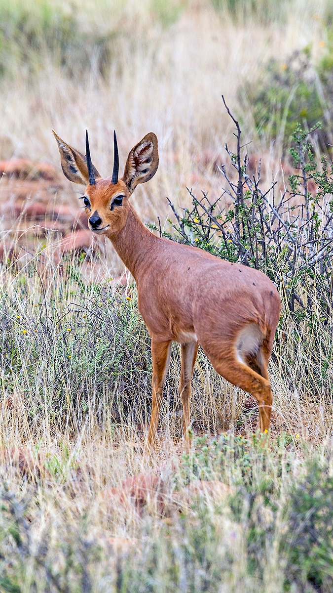Steenbok [Raphicerus campestris]
