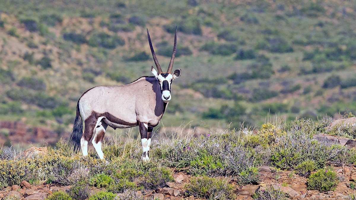 Gemsbok [Oryx gazella]