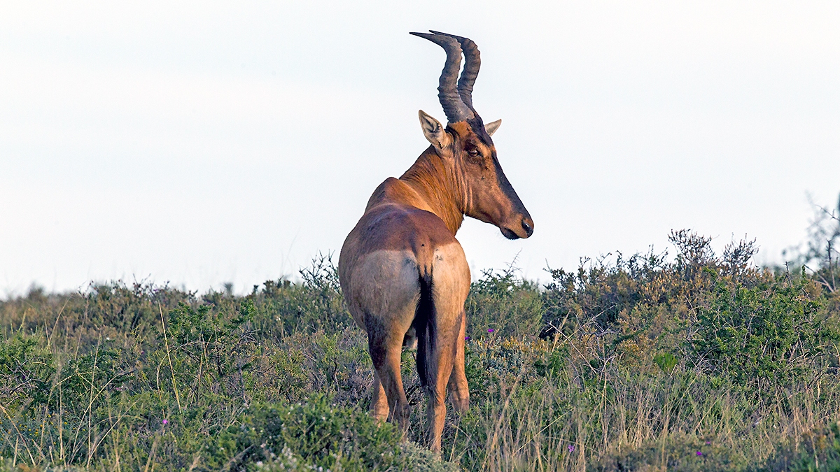 Hartebeest [Alcelaphus buselaphus caama]
