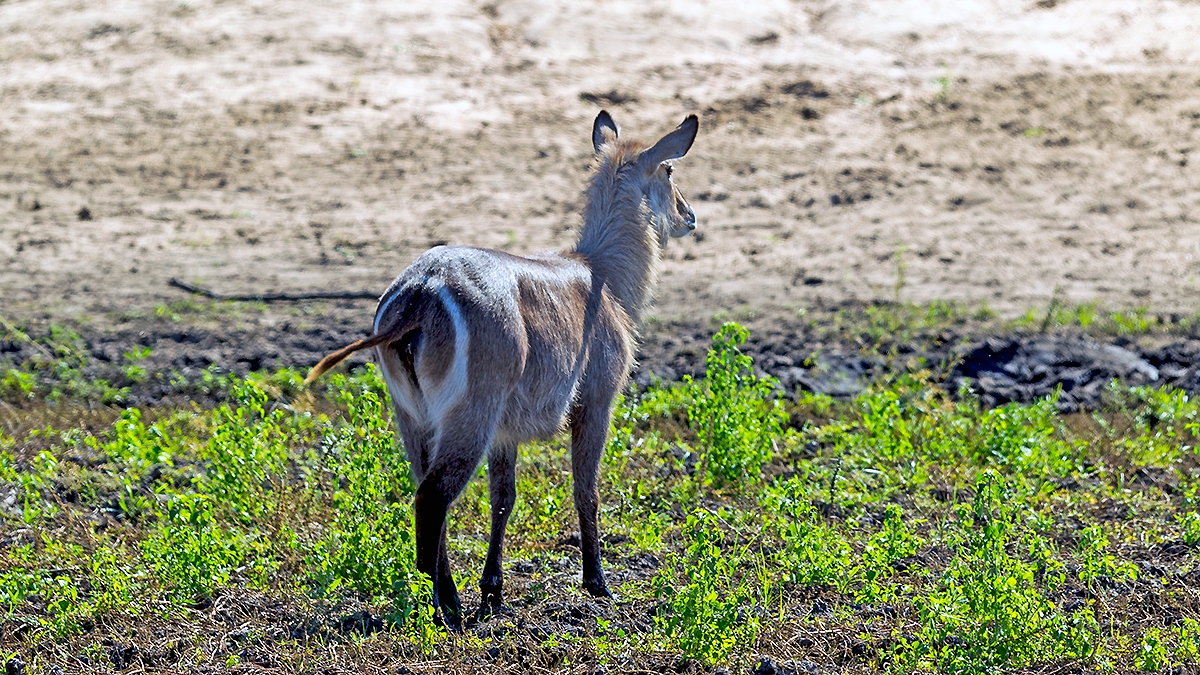 Waterbuck [Kobus ellipsiprymnus ellipsiprymnus]