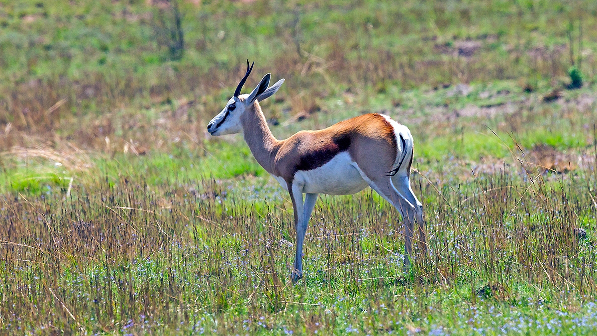 Springbok [Antidorcas marsupialis marsupialis]