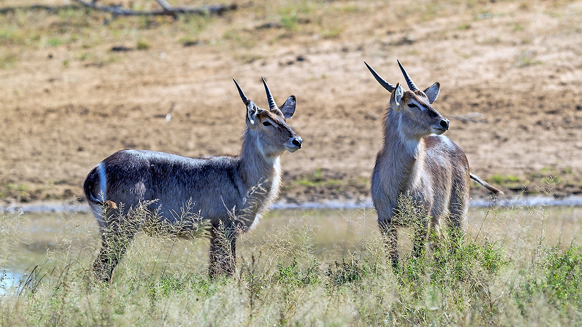 Waterbuck [Kobus ellipsiprymnus ellipsiprymnus]