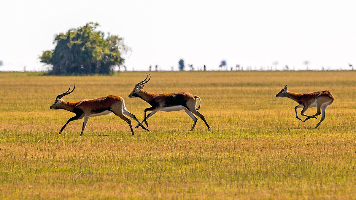 Lechwe [Kobus leche smithemani]