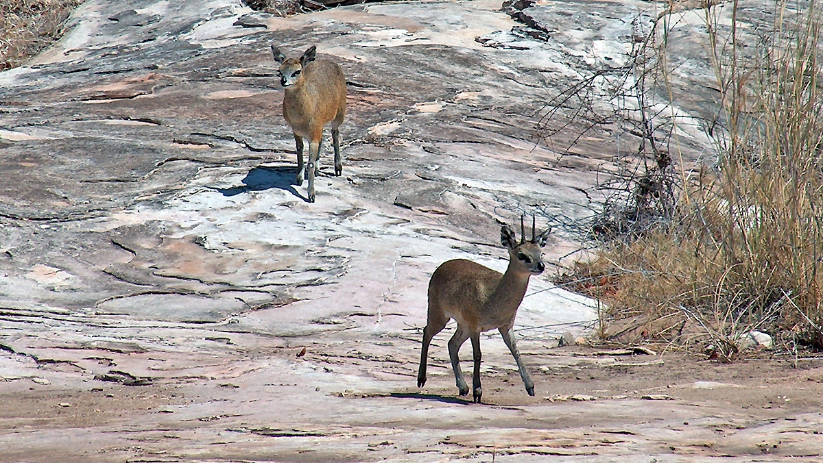 Klipspringer [Oreotragus oreotragus transvaalensis]