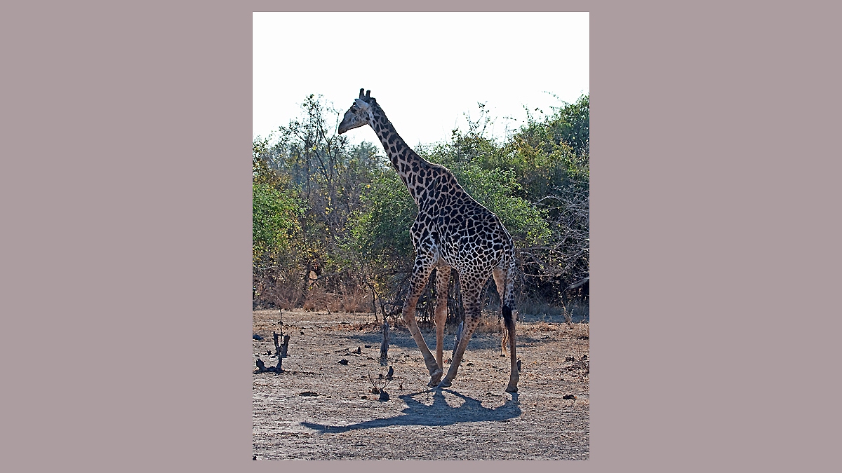 Masai Giraffe [Giraffa tippelskirchi thornicrofti]