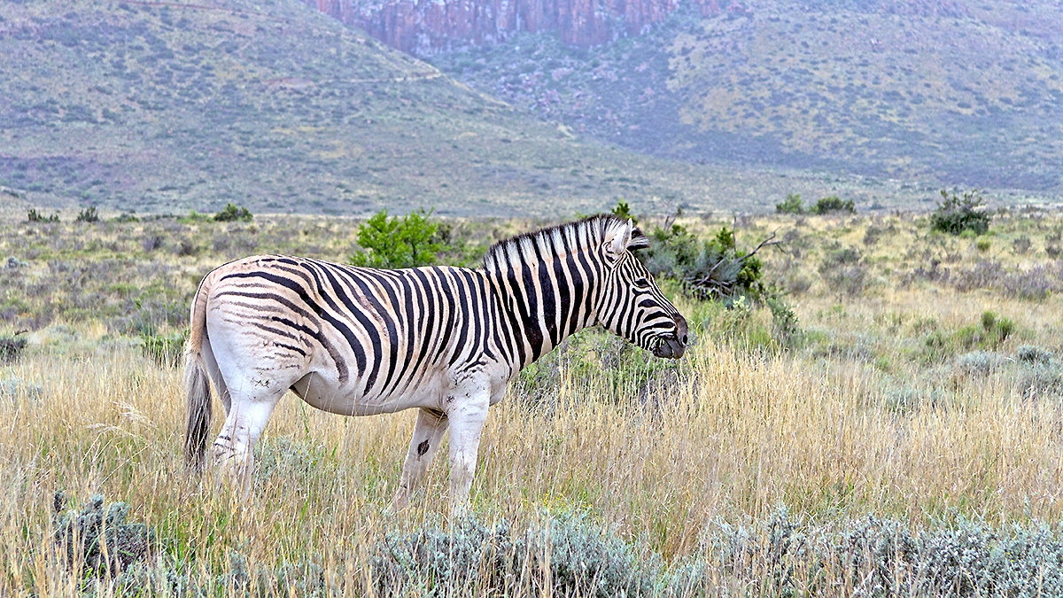 Mountain Zebra [Equus zebra zebra]