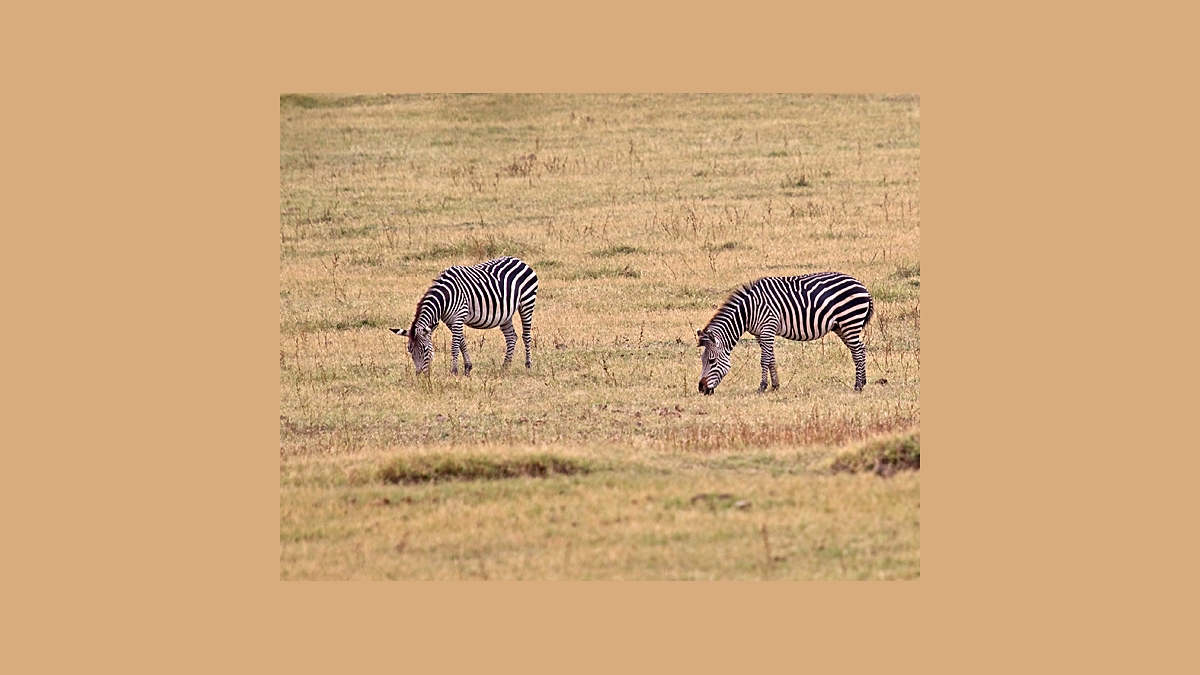 Plains Zebra [Equus quagga crawshayi]