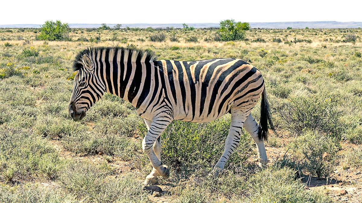 Mountain Zebra [Equus zebra zebra]