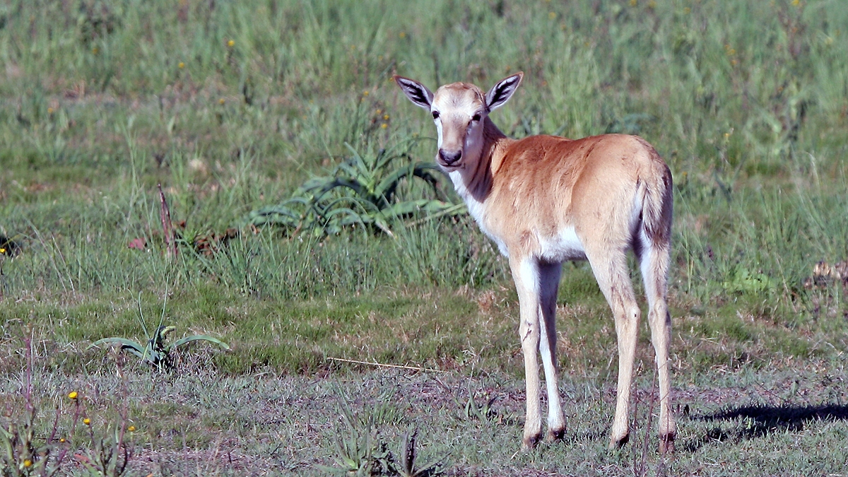 Bontebok [Damaliscus pygargus phillipsi]