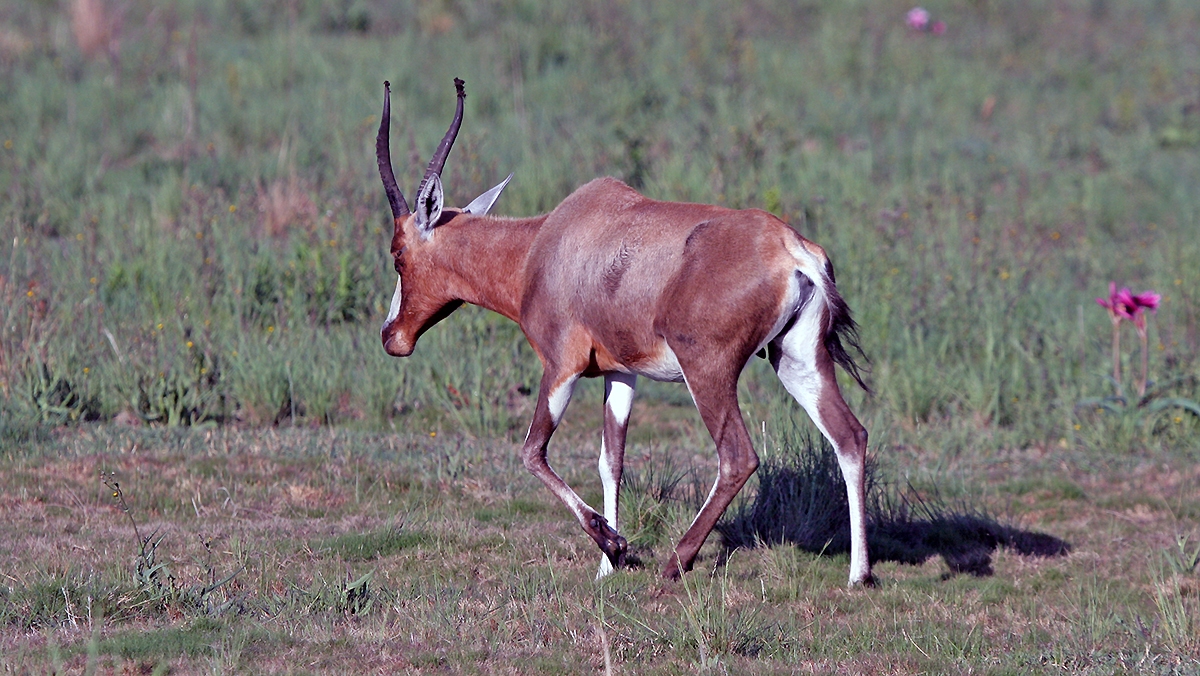 Bontebok [Damaliscus pygargus phillipsi]