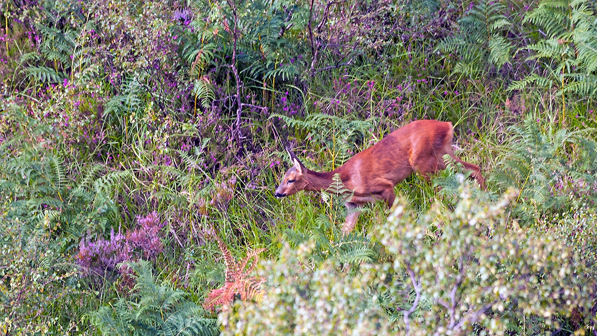Red Deer [Cervus elaphus scoticus]