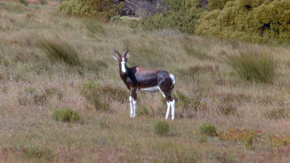 Bontebok [Damaliscus pygargus pygargus]