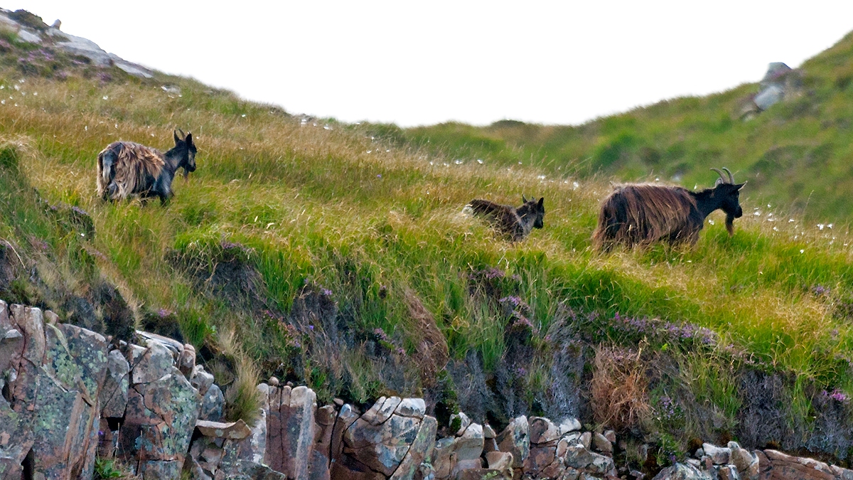 Feral Goat [Capra hircus]