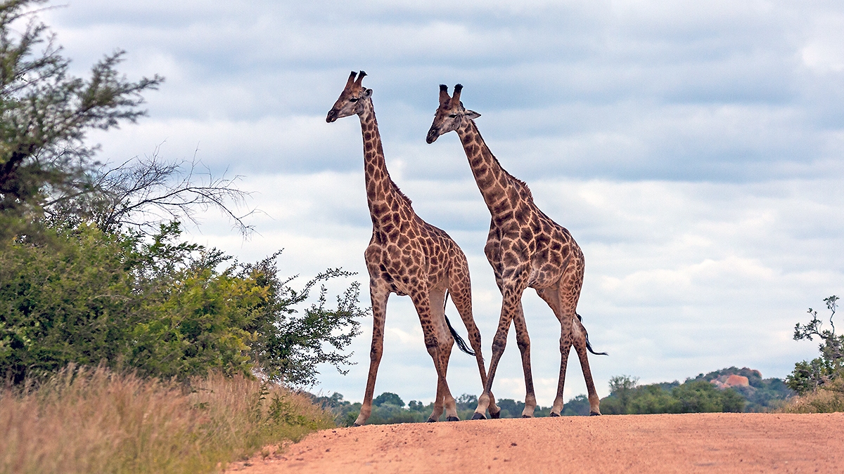 Southern Giraffe [Giraffa giraffa giraffa]