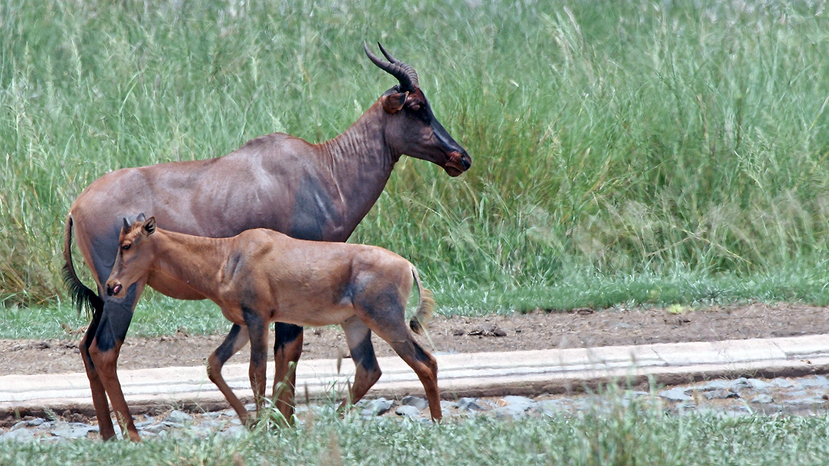 Tsessebe [Damaliscus lunatus lunatus]