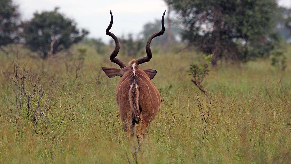 Greater Kudu [Tragelaphus strepsiceros strepsiceros]