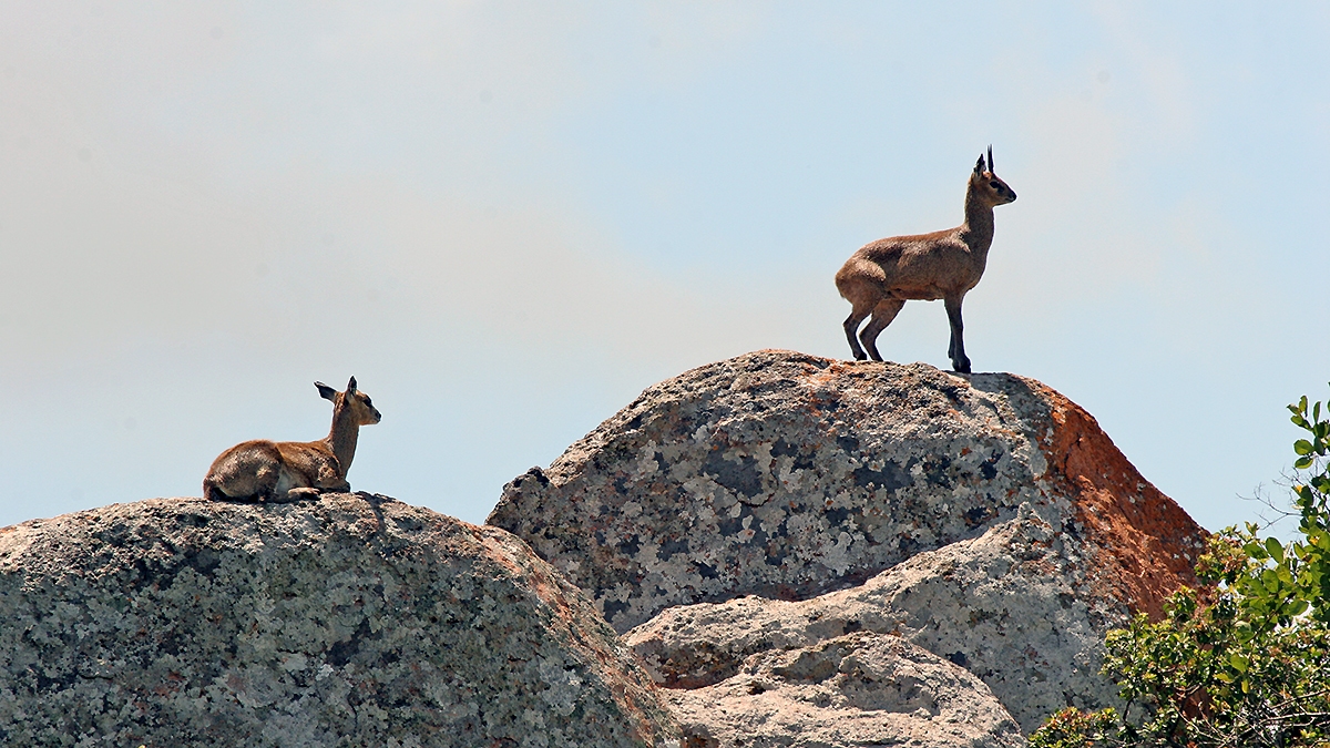 Klipspringer [Oreotragus oreotragus transvaalensis]