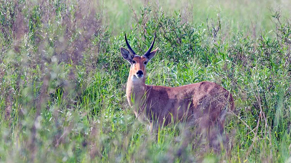Southern Reedbuck [Redunca arundinum arundinum]