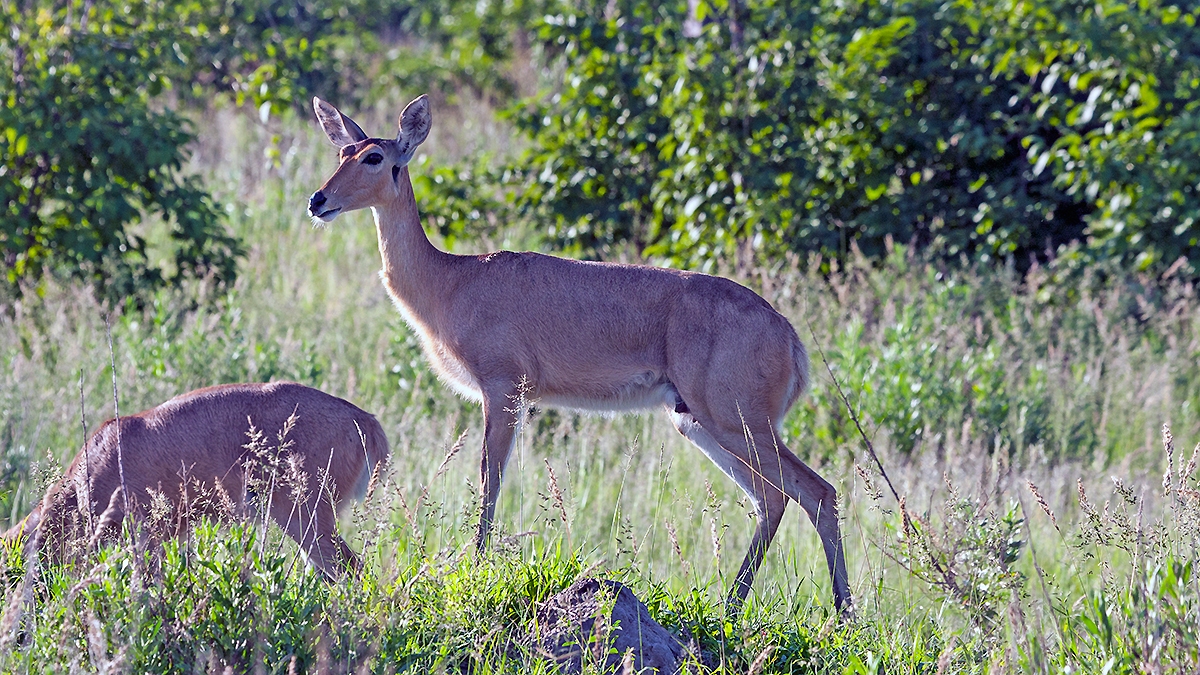 Southern Reedbuck [Redunca arundinum arundinum]