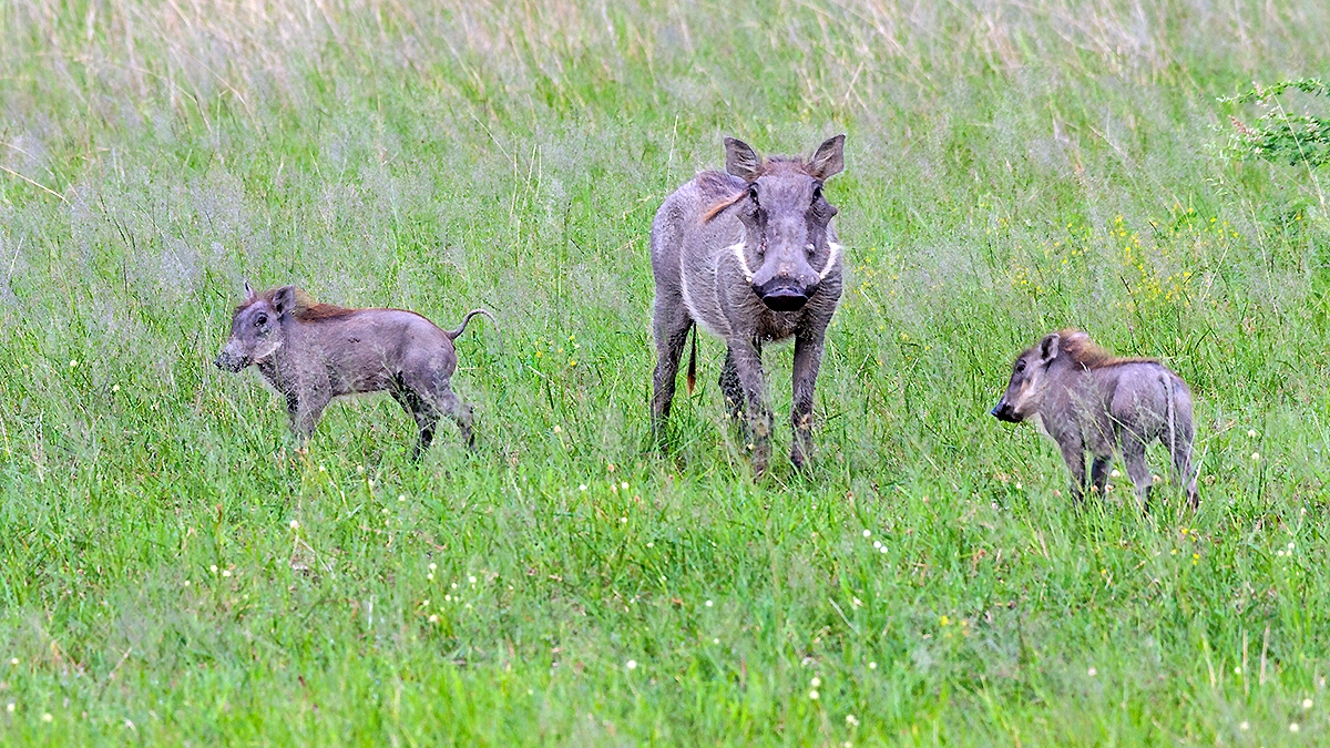 Common Warthog [Phacochoerus africanus sundewallii]