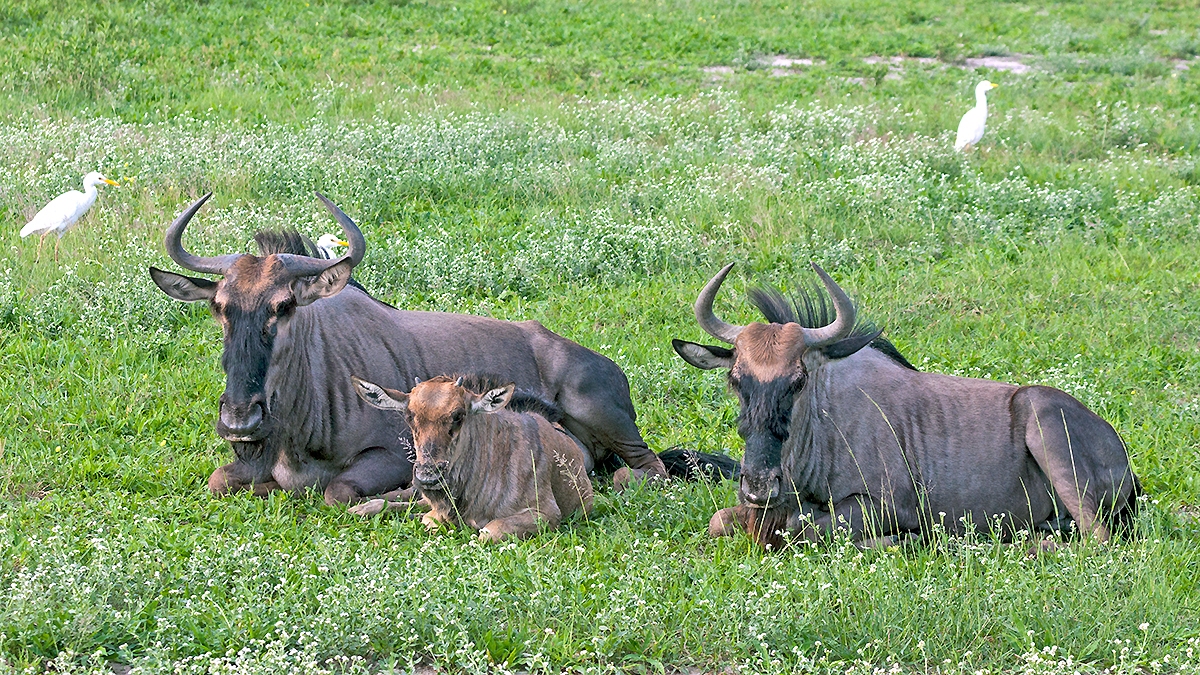 Blue Wildebeest [Connochaetes taurinus taurinus]