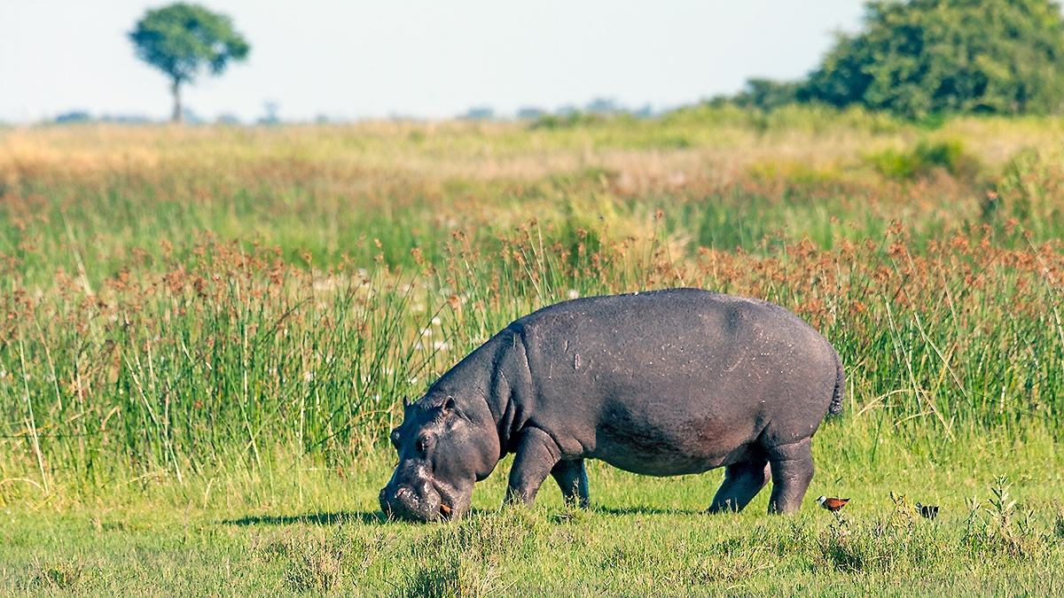 Common Hippopotamus [Hippopotamus amphibius capensis]