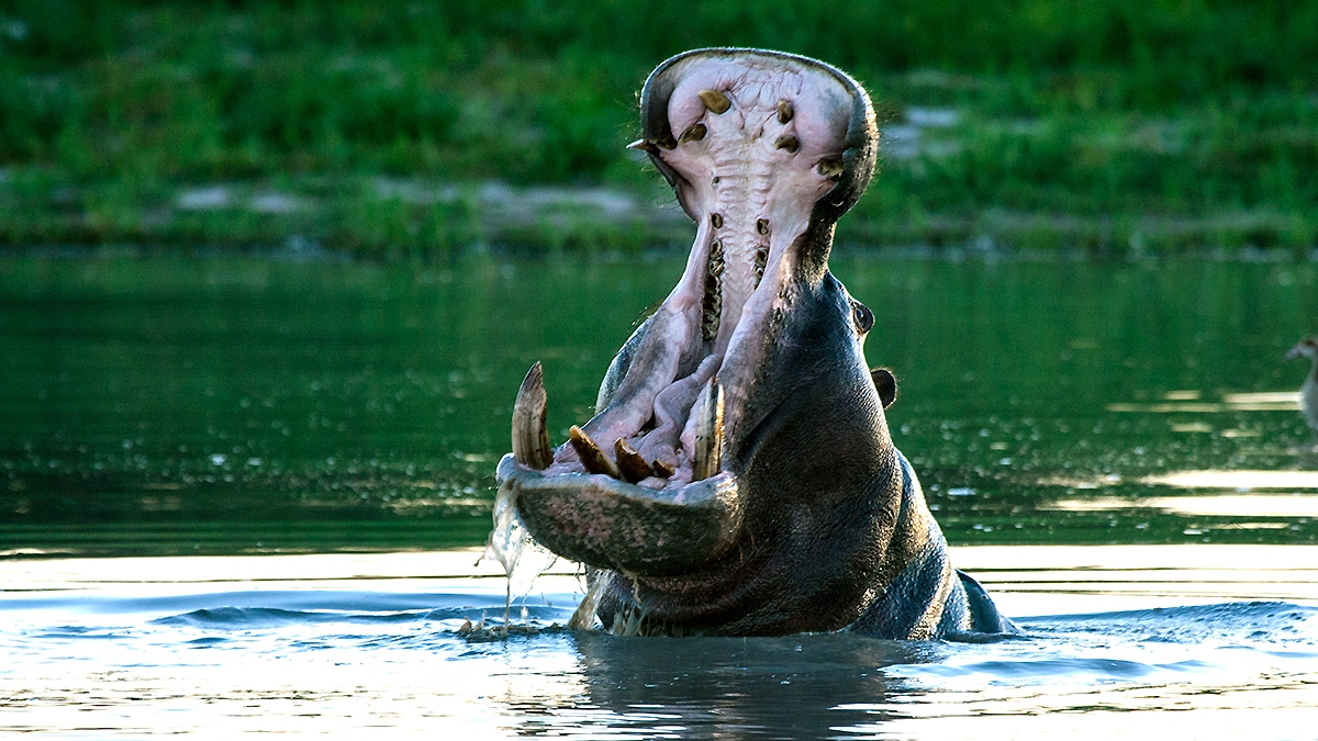 Common Hippopotamus [Hippopotamus amphibius capensis]