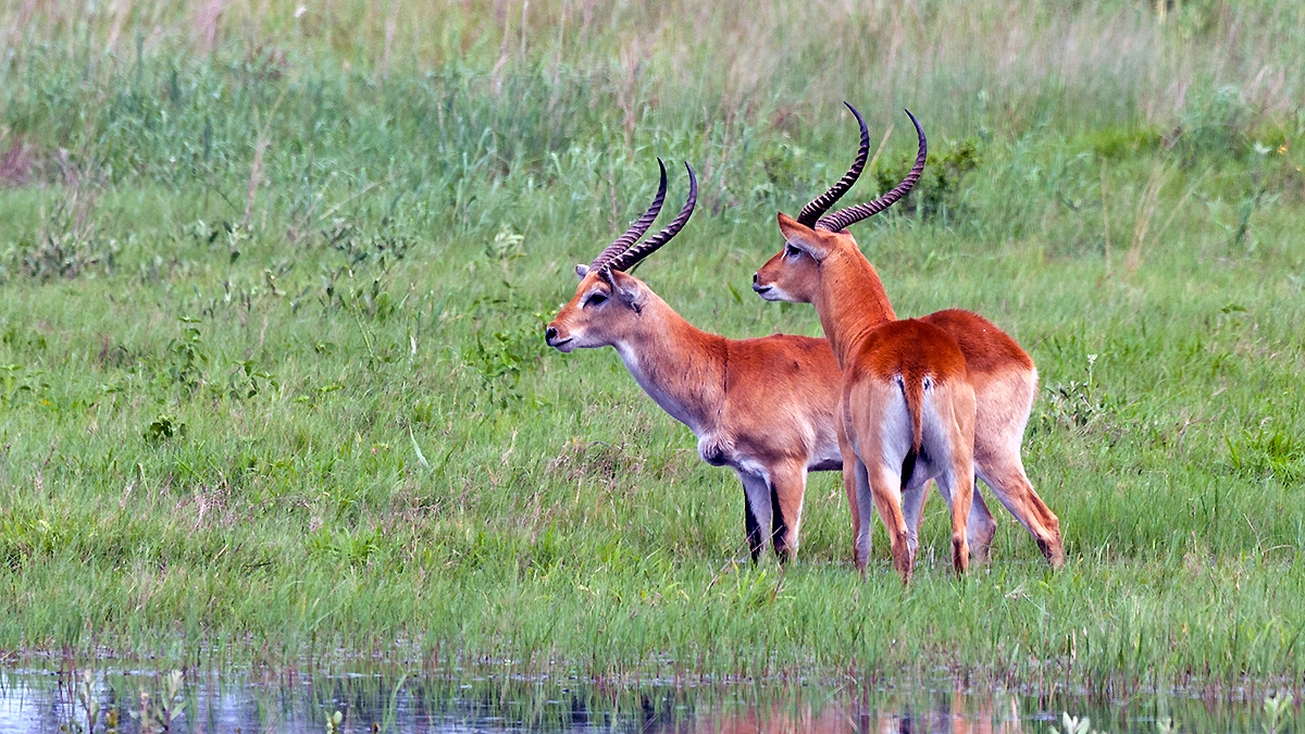 Lechwe [Kobus leche leche]