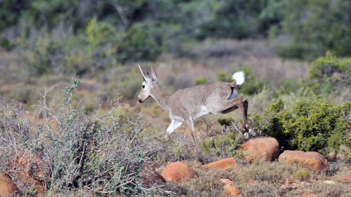 Grey Rhebok [Pelea capreolus]