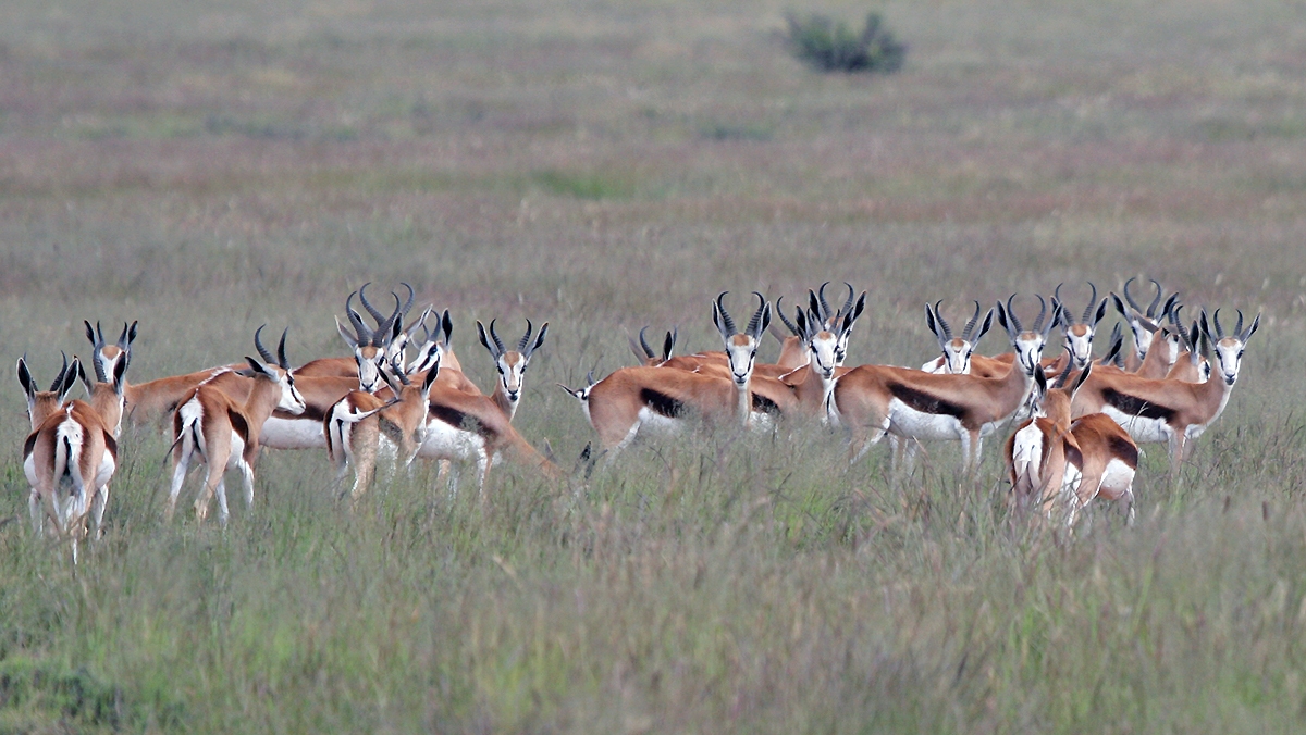 Springbok [Antidorcas marsupialis marsupialis]