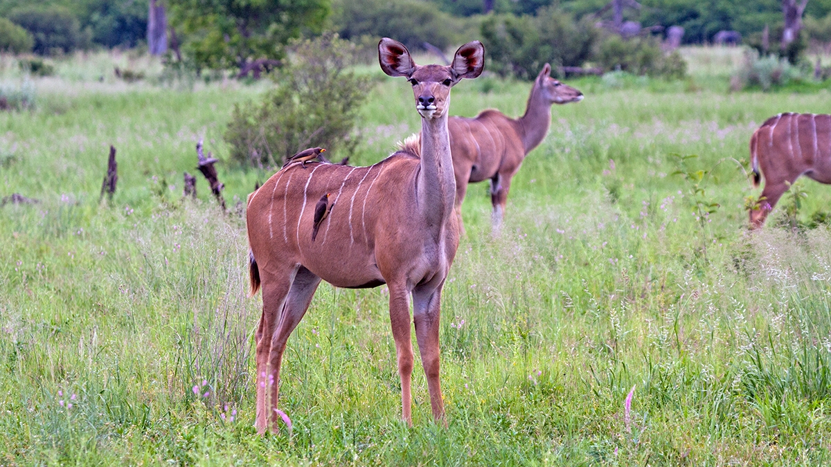 Greater Kudu [Tragelaphus strepsiceros strepsiceros]