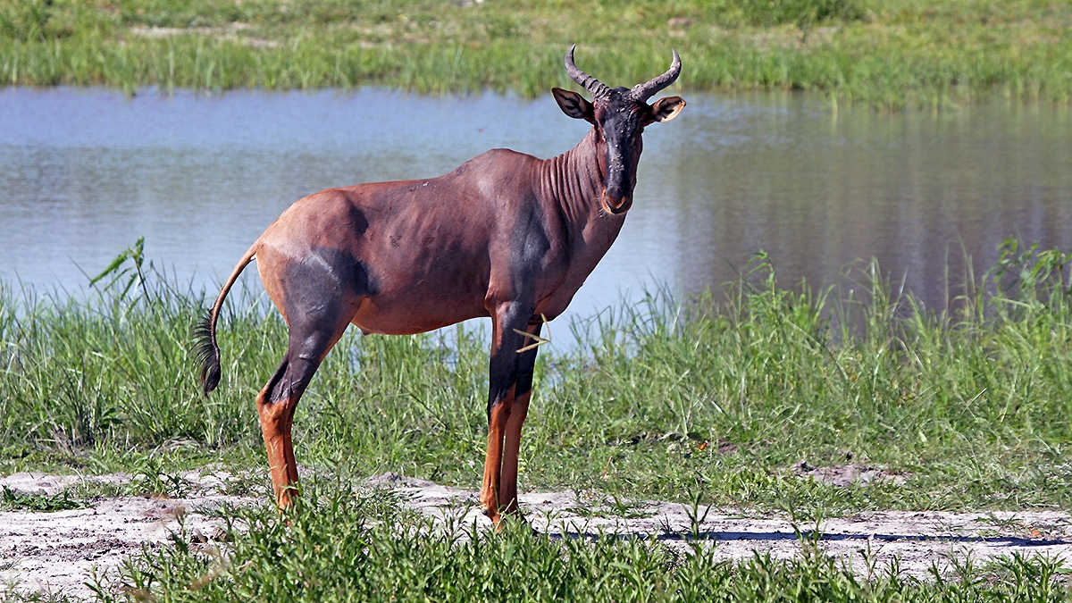 Tsessebe [Damaliscus lunatus lunatus]