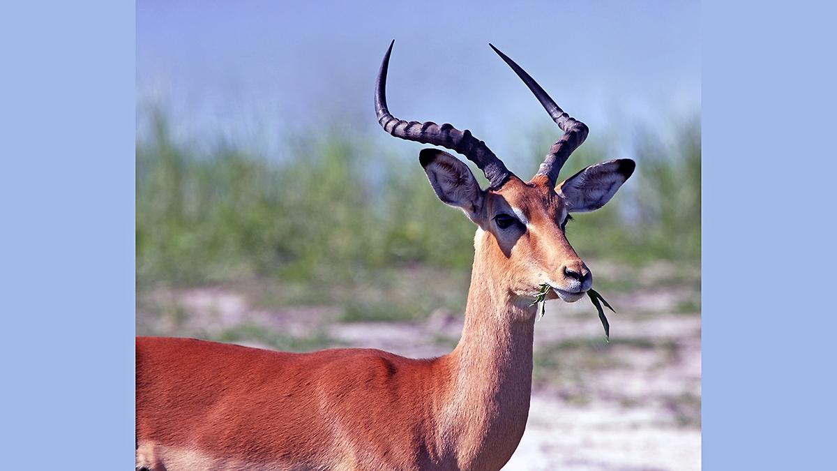 Impala [Aepyceros melampus melampus]