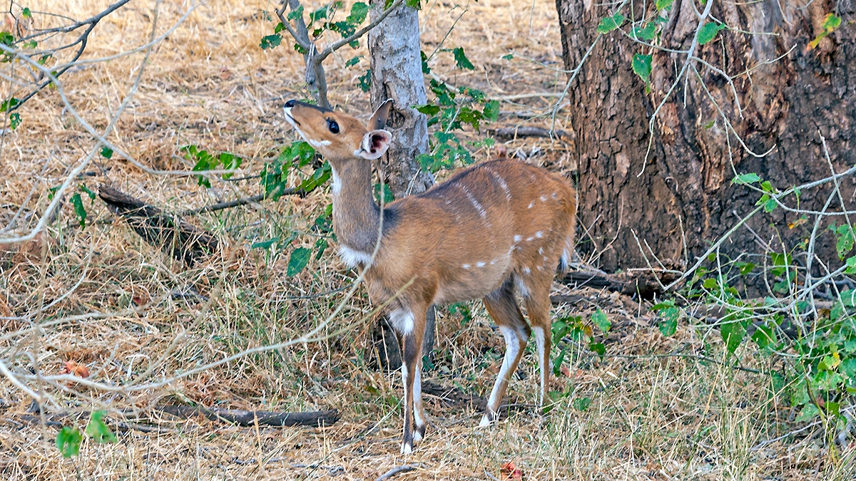 Bushbuck [Tragelaphus sylvaticus sylvaticus]