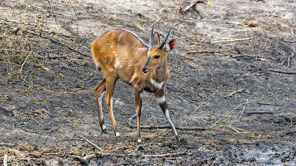 Bushbuck [Tragelaphus sylvaticus sylvaticus]
