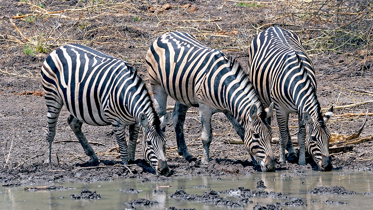 Plains Zebra [Equus quagga chapmani]