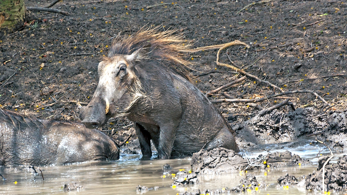 Common Warthog [Phacochoerus africanus sundewallii]