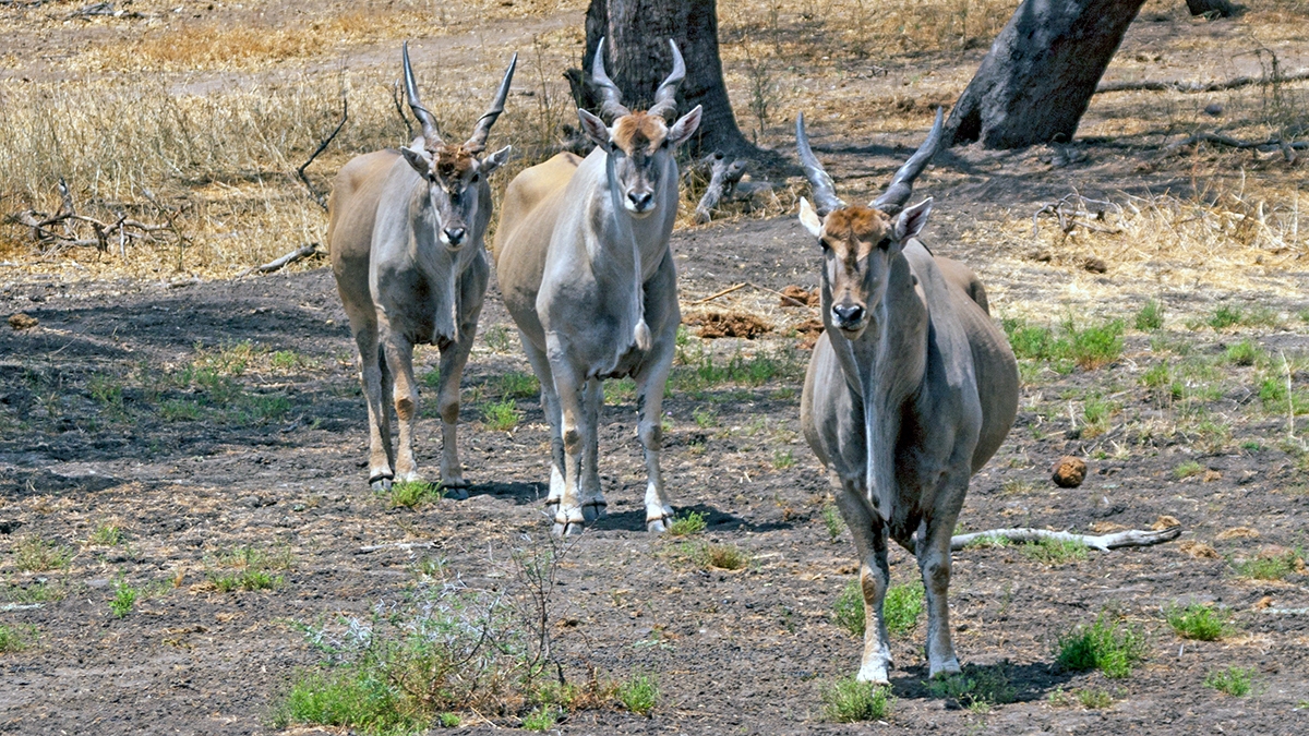 Common Eland [Taurotragus oryx oryx]