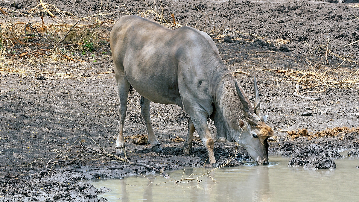 Common Eland [Taurotragus oryx oryx]