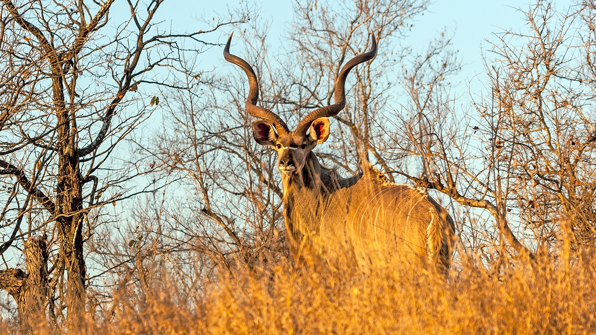 Greater Kudu [Tragelaphus strepsiceros strepsiceros]