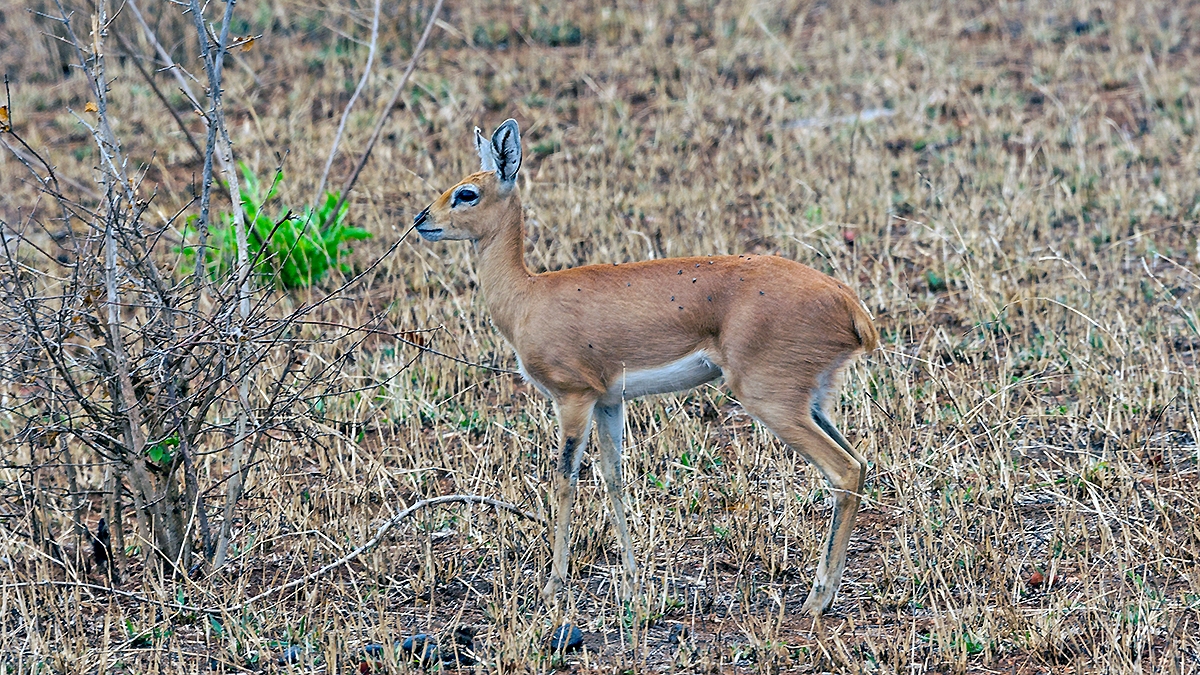 Steenbok [Raphicerus campestris]