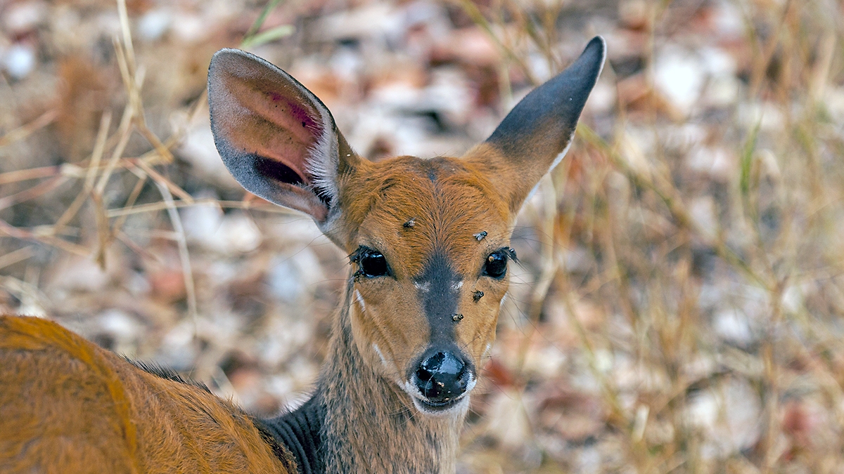 Bushbuck [Tragelaphus sylvaticus sylvaticus]