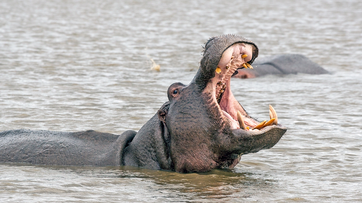 Common Hippopotamus [Hippopotamus amphibius capensis]