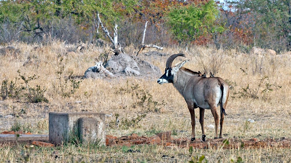 Roan Antelope [Hippotragus equinus equinus]