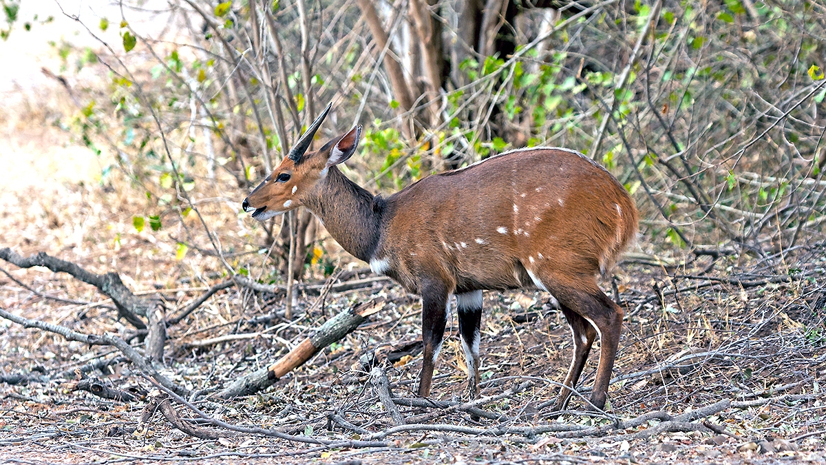 Bushbuck [Tragelaphus sylvaticus sylvaticus]